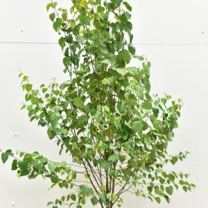 Cercidiphyllum japonicum - 125/- kl.