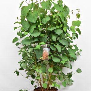 Cercidiphyllum japonicum - 125-150 C12