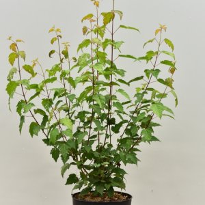 Acer tataricum ginnala - 60-80 C7.5
