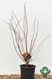 Heptacodium miconioides - 100-125 kl. -> C20