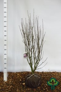 Hibiscus syriacus ‘Marina’ - 100-125 kl.