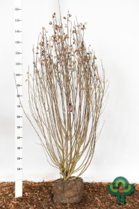 Hibiscus syriacus Pink Giant - 125-150 kl.