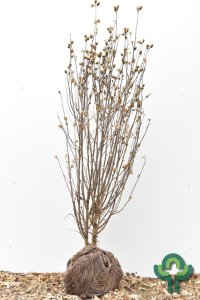 Hibiscus syriacus Pinky Spot - 125-150 kl.