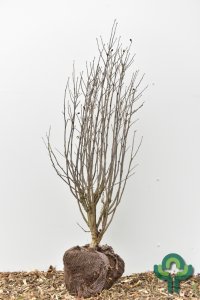 Hibiscus syriacus Purple Ruffles - 125-150 kl.