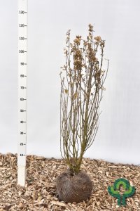 Hibiscus syriacus ‘Red Heart’ - 100-125 kl.