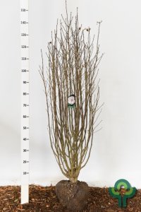 Hibiscus syriacus ‘Red Heart’ - 125-150 kl.