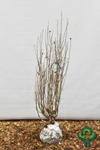 Hibiscus syriacus White Chiffon - 100-125 kl.