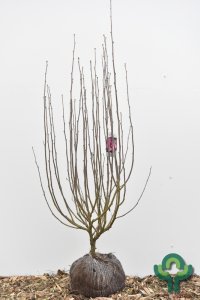 Hibiscus syriacus ‘Woodbridge’ - 100-125 kl.