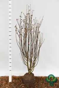 Hibiscus syriacus ‘Woodbridge’ - 125-150 kl.