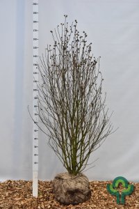 Hibiscus syriacus ‘Red Heart’ - Sol. 125-150 dr.kl.