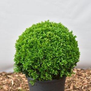 Buxus sempervirens - Kugel 40/- mB. -> C12