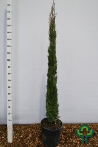 Cupressus sempervirens ‘Pyramidalis’ - 150-175 C18