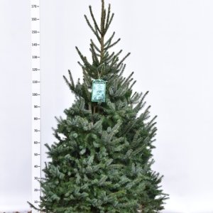 Picea omorika - 150-175 mDb. Extra