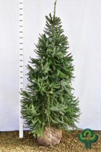 Picea omorika - 175-200 mDb. Extra