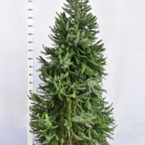 Picea omorika - 175-200 mDb. Extra