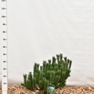 Pinus mugo mugo - 50-60 mDb. Extra