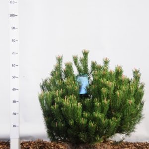 Pinus mugo mugo - 60-80 mDb. Extra