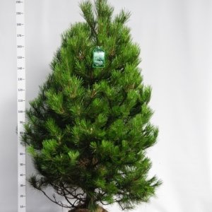 Pinus nigra nigra - 175-200 mDb. Extra