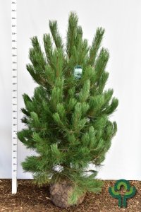 Pinus nigra nigra - 200-225 mDb. Extra