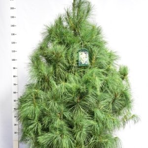 Pinus wallichiana - 150-175 mDb. Extra