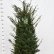 Taxus baccata - 140-160 dr.kl. Verplant Extra