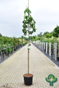 Asimina triloba - 8-10 C35
