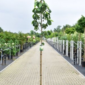 Asimina triloba - 8-10 C35
