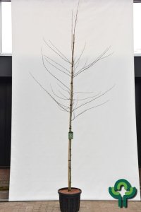 Acer davidii Viper - 8-10 C35