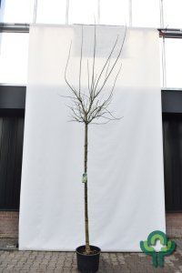 Acer negundo ‘Aureomarginatum’ - 10-12 225 stam C35