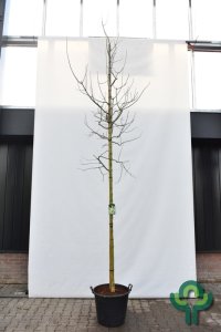 Acer negundo ‘Aureomarginatum’ - Sol. 12-14 C70