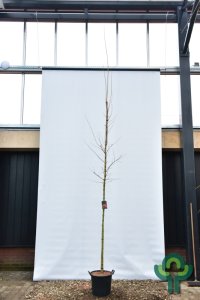 Acer Pacific Sunset - 8-10 C35