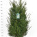 Thuja occidentalis ‘Pyramidalis Compacta‘ - 180-200 mB. Extra