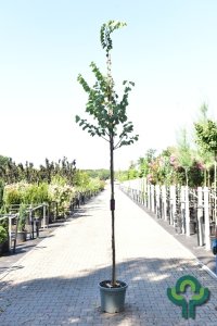 Cercis siliquastrum - 8-10 C35