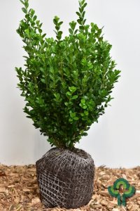 Buxus sempervirens ‘Select’ - 40-50 mB.