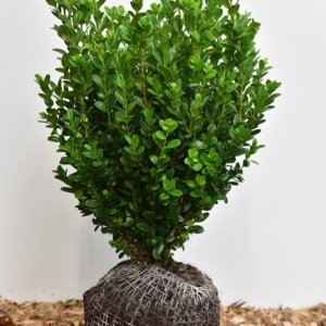Buxus sempervirens ‘Select’ - 40-50 mB.