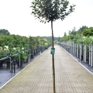 Elaeagnus ebbingei ‘Compacta’ - 8-10 200 Stamm C30