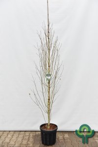 Hibiscus syriacus White Chiffon - 6-8 C35 Beveerd