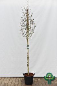 Hibiscus syriacus White Chiffon - 8-10 C35