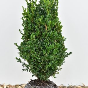 Buxus sempervirens - 50-60 mB.