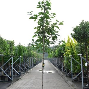 Quercus rubra - 10-12 C55