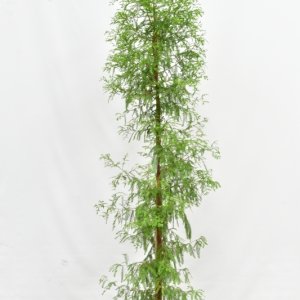 Taxodium distichum - 250-300 C20 Feathered