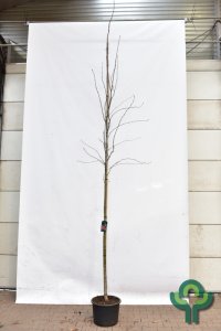 Sorbus aucuparia - 10-12 C35