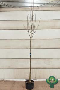 Sorbus aucuparia edulis - 12-14 C35