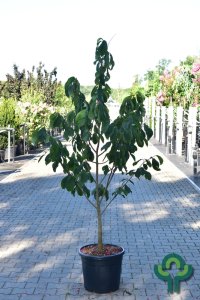 Asimina triloba - Sol. 175-200 C35