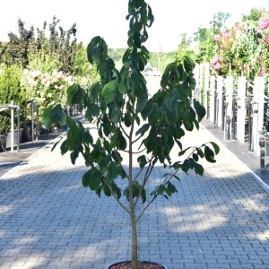 Asimina triloba - Sol. 175-200 C35