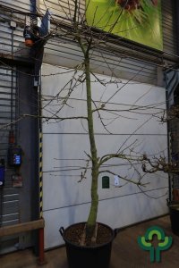 Prunus avium ‘Regina’ - Spec. 225-250 C80