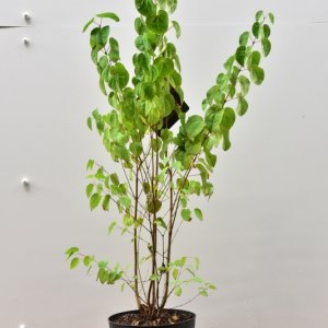 Cercidiphyllum japonicum - 80-100 C7.5