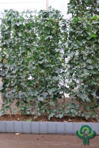 Hedera hibernica - Haag 120-120 C