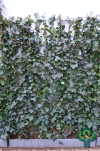 Hedera hibernica - Haag 120-155 C