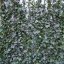 Hedera hibernica - Haag 120-155 C